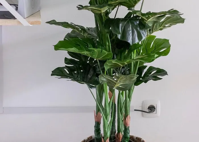 Atlantic Garden & Surf 168 코라레호